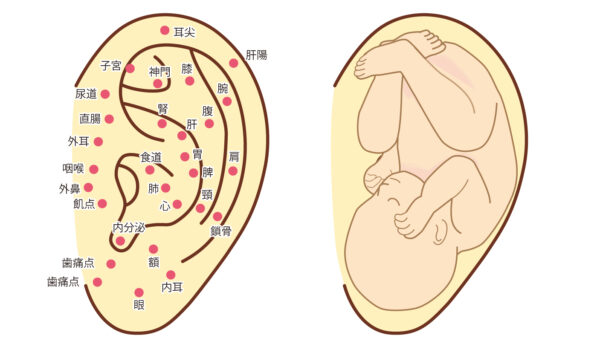 「耳から整う！BFA耳鍼でつらい痛み・ストレスを根本改善｜札幌・八軒さきがけ鍼灸整骨院」